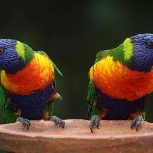 rainbow lorikeets, parrots, pair, birds, colorful, multicolored, animals, animal world, australia, rainbow, wildlife, nature, beaks, feathers, australian, colored, queensland, outdoors, parrots, parrots, birds, australia, australia, australia, rainbow, rainbow, rainbow, rainbow, rainbow