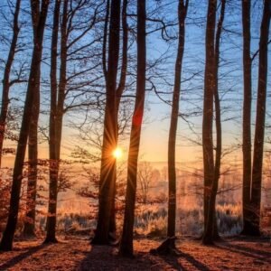Calm Sun Between Trees